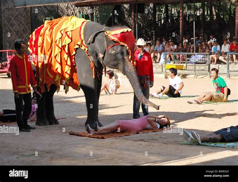 elephant show pattaya
