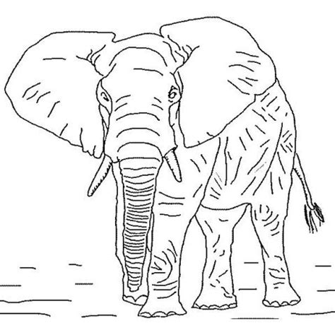 Elephants Coloring Page 13 Coloringkids Org Elephant Family Coloring Pages - Elephant Family Coloring Pages