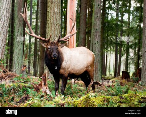 elk washington