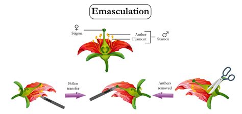 Emasculation In Plants