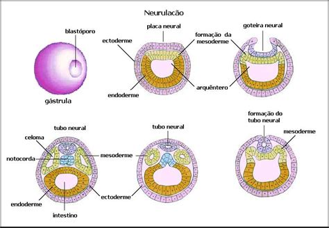 embriogenese