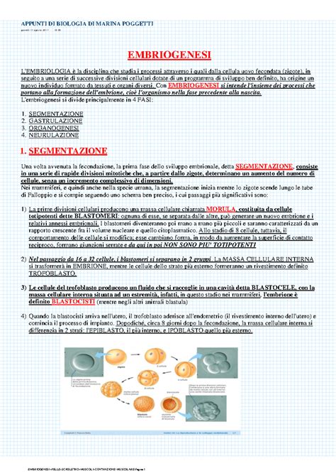 Embriogenesi