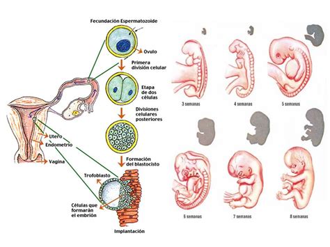 embriología