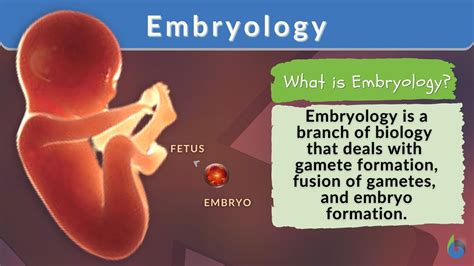 Embryology