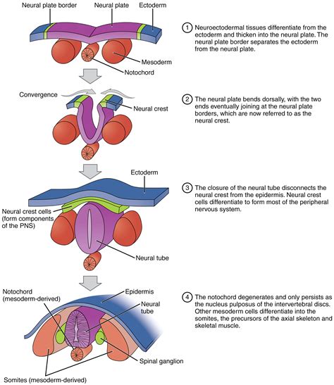 Embryonic Development Of The Central Nervous System
