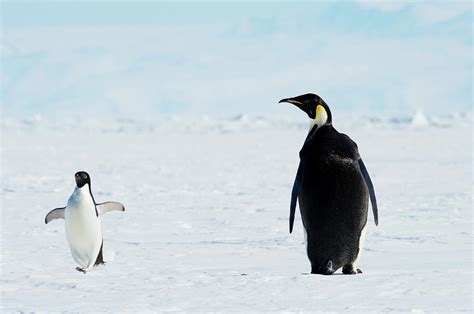 emperor penguin and adelie penguin