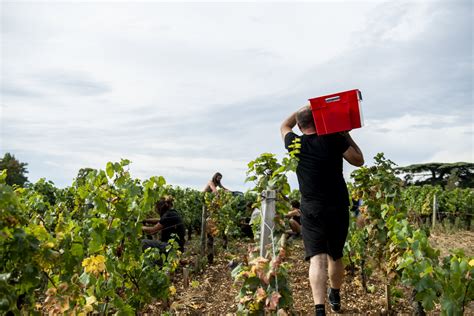emploi viticulture 44