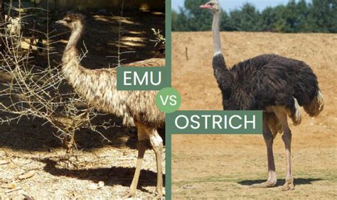 Emu Vs Ostrich
