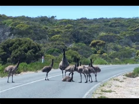 emu x blocked in australia tddt