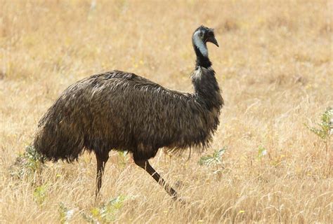 Emus Australia War