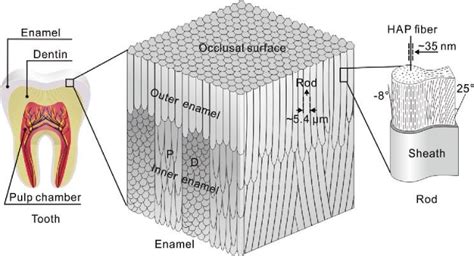 enamel adalah | What was special about flint enamel A