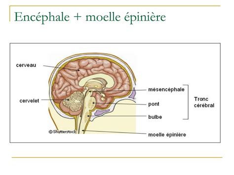 enca c phale et moelle a c pinia re anatomie macr