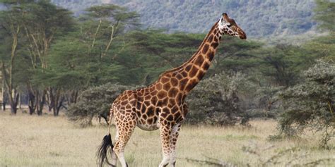 Endangered Animals In Africa