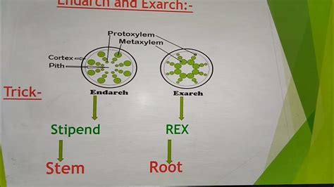 Endarch And Exarch
