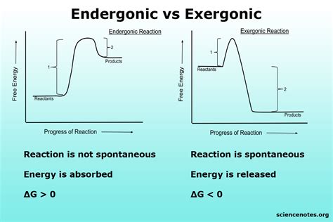 Endergonic
