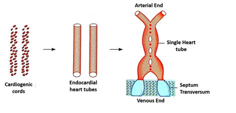 Endocardial Tubes