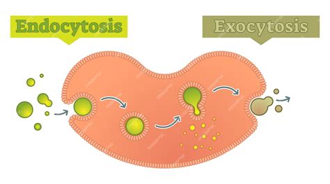 Endocitose E Exocitose