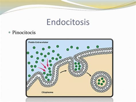 endocitosis - mae jemison