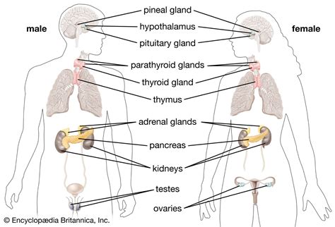 Endocrine Label