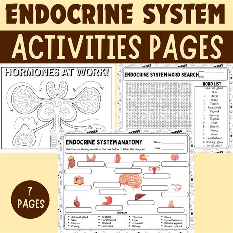 Endocrine System Activities For High School