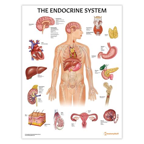 Endocrine System Pdf