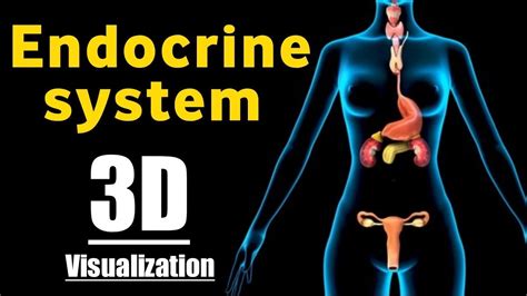 Endocrine System Physiology Computer Simulation Answers
