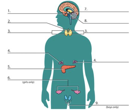Endocrine System Quizlet