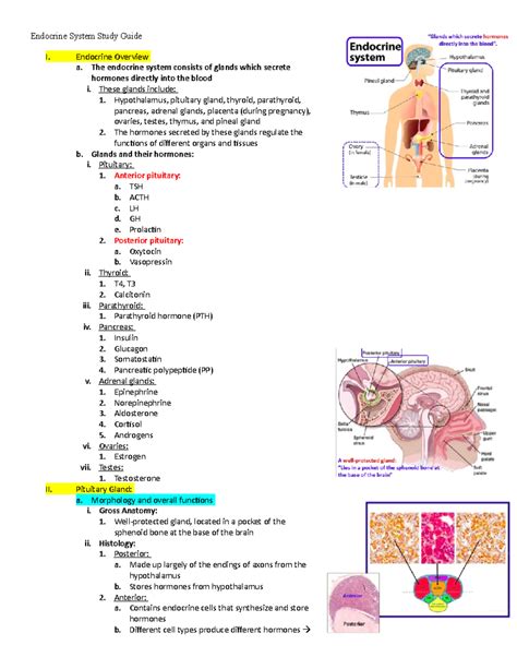 Endocrine System Study Guide Nurses