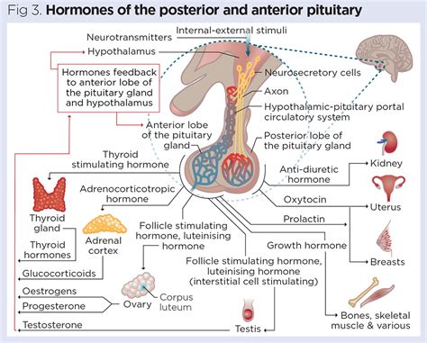 endocrine system the hypothalamic pituitary axis answers