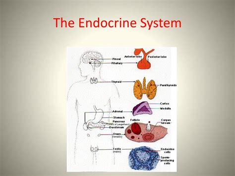 Read Online Endocrine Pathophysiology 