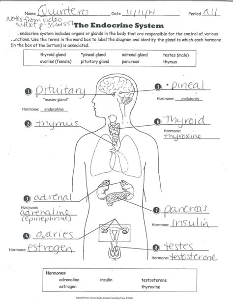 Download Endocrine System Review Pearson Answer Key Guided 