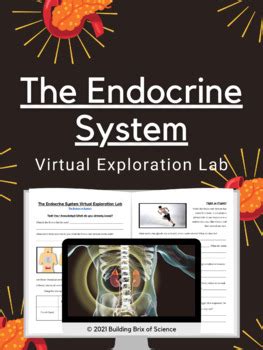 Full Download Endocrine System Virtual Labs 