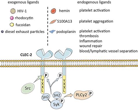 Endogenous Ligand