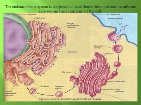 Endomembrane System Includes
