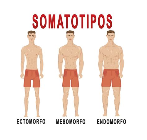 Endomorfo Ectomorfo E Mesomorfo