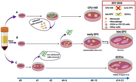 Endothelial Progenitor Cells