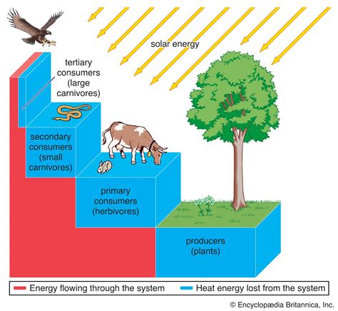 Energy Flow In Ecosystem