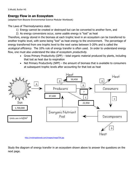 Energy Flow In Ecosystems Worksheet Answers Ecosystem Worksheet Grade 7 - Ecosystem Worksheet Grade 7