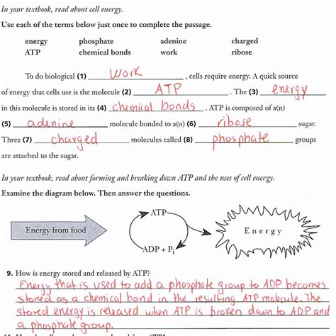 Energy In A Cell Worksheet Answers Cell Energy Worksheet - Cell Energy Worksheet
