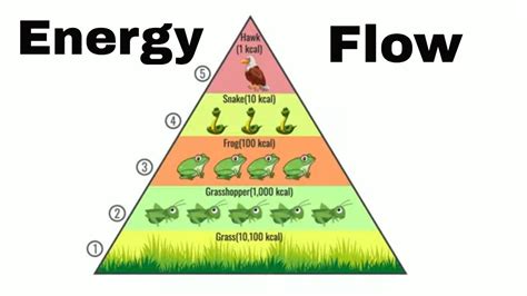 Energy In Ecosystems E Unit For 3rd 5th Types Of Ecosystems 5th Grade - Types Of Ecosystems 5th Grade