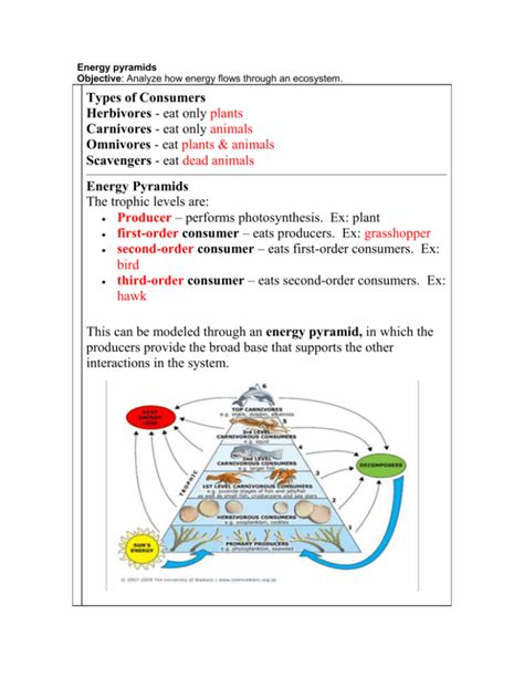 Energy Pyramid Data Sheet Answer Key