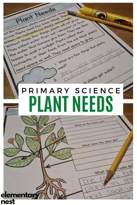 Engaging Plant Activities For The Elementary Classroom Lima Bean Science Experiment - Lima Bean Science Experiment