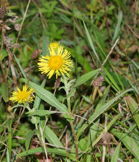 engelse vertaling waarneming
