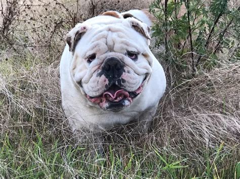 engelsk bulldog pris