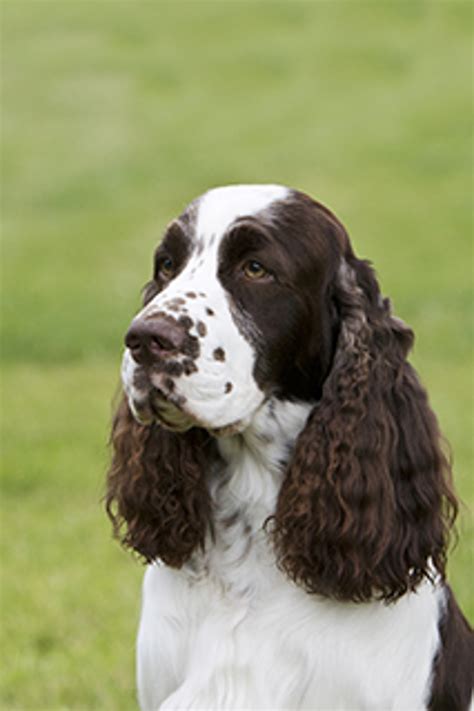 engelska springer spaniel