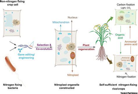 engineered plant cell