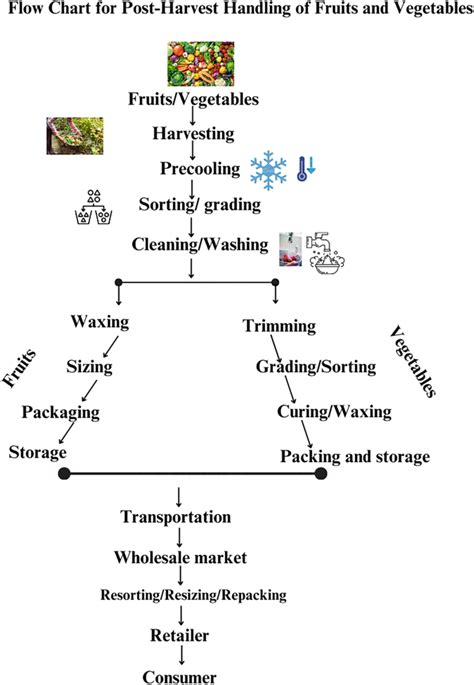 Engineering For Storage Of Fruits And Vegetables Cold Storage Controlled Atmosphere Storage Modi