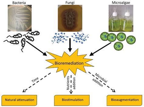 Download Engineering Bacteria For Bioremediation Intech 