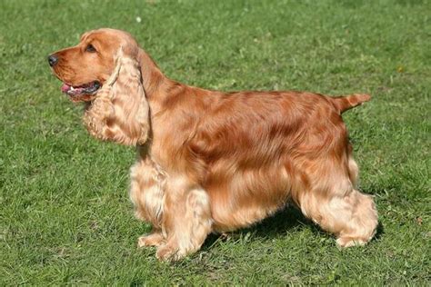 engl cocker spaniel