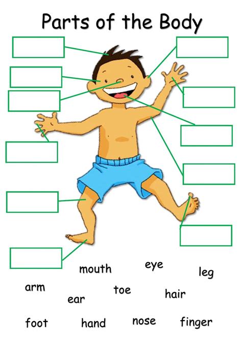 English Exercises Parts Of The Body Body Parts Fill In The Blanks - Body Parts Fill In The Blanks